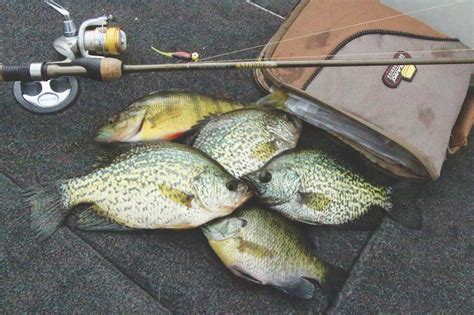 post spawn crappie|pre spawn crappie fishing.